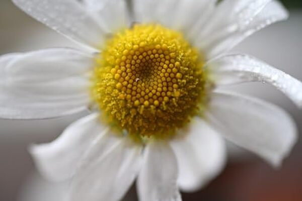 Découvrez notre test approfondi de l'objectif macro Nikkor Z DX MC 35mm f/1.7 pour appareils photo hybrides Nikon APS-C : performances, caractéristiques et avis d'experts pour des achats éclairés.