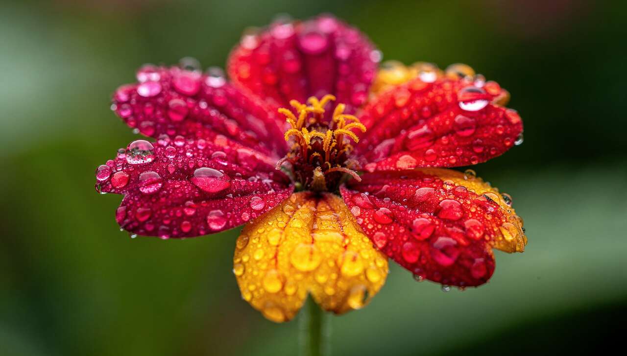 La macro en photographie : 5 questions essentielles