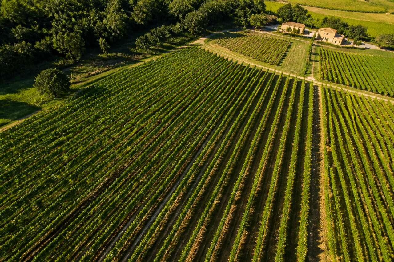 Les drones en viticulture : une r&eacute;volution technologique