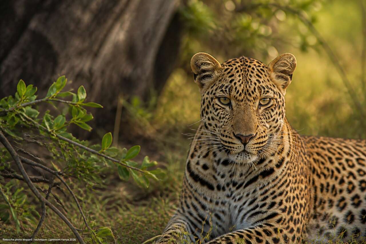 Retouche photo léopard : techniques Lightroom Kenya 2026