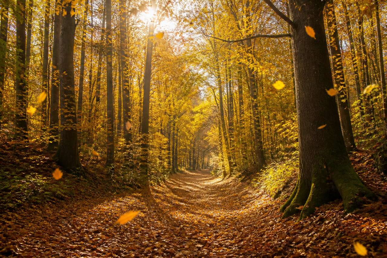 5 astuces pour photographier l'automne