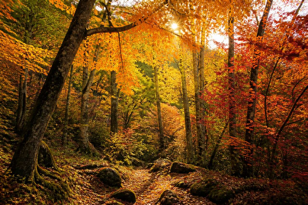 7 conseils pour photographier les couleurs de l'automne